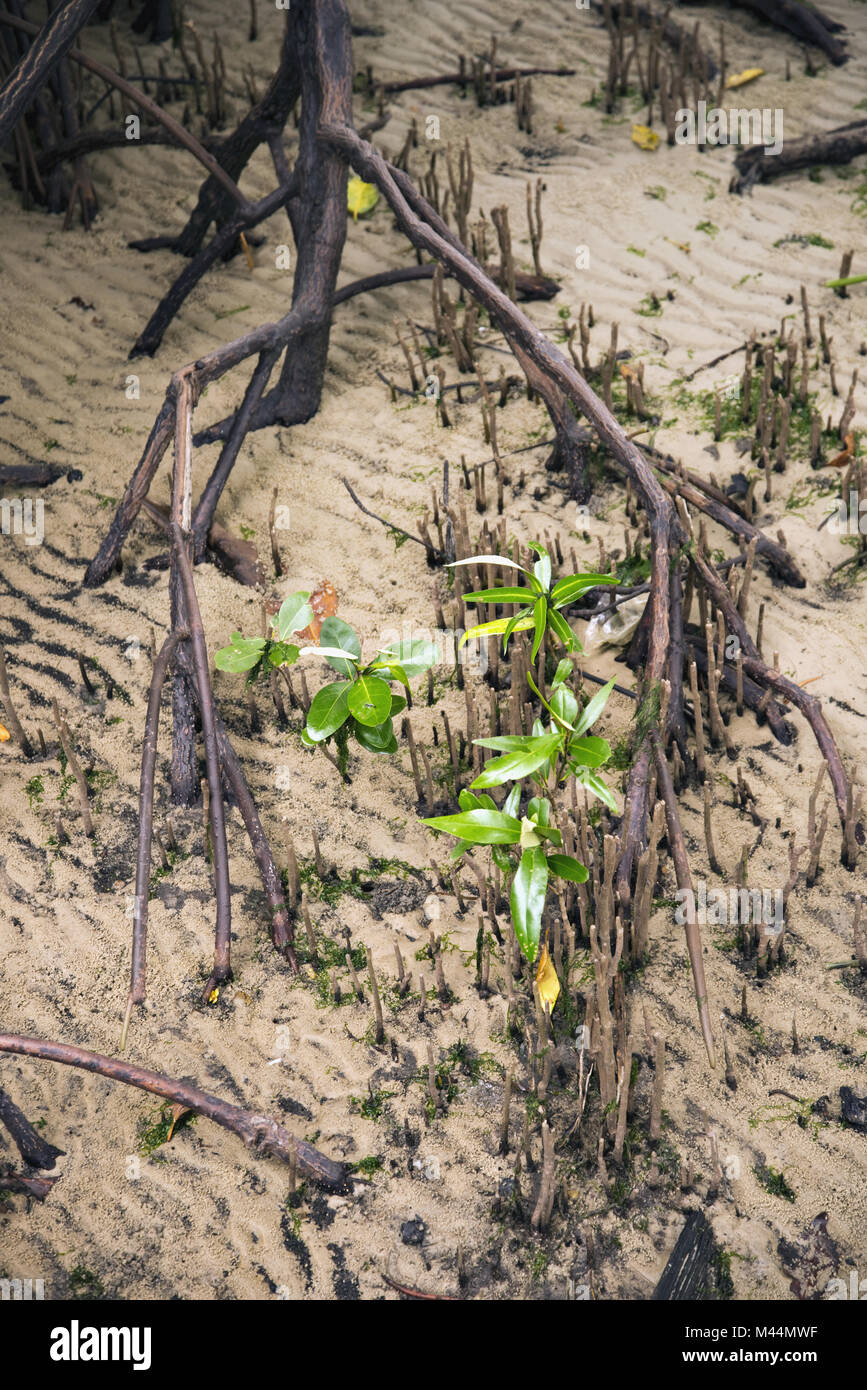 Le radici di mangrovia, ( pneumatofori) Foto Stock