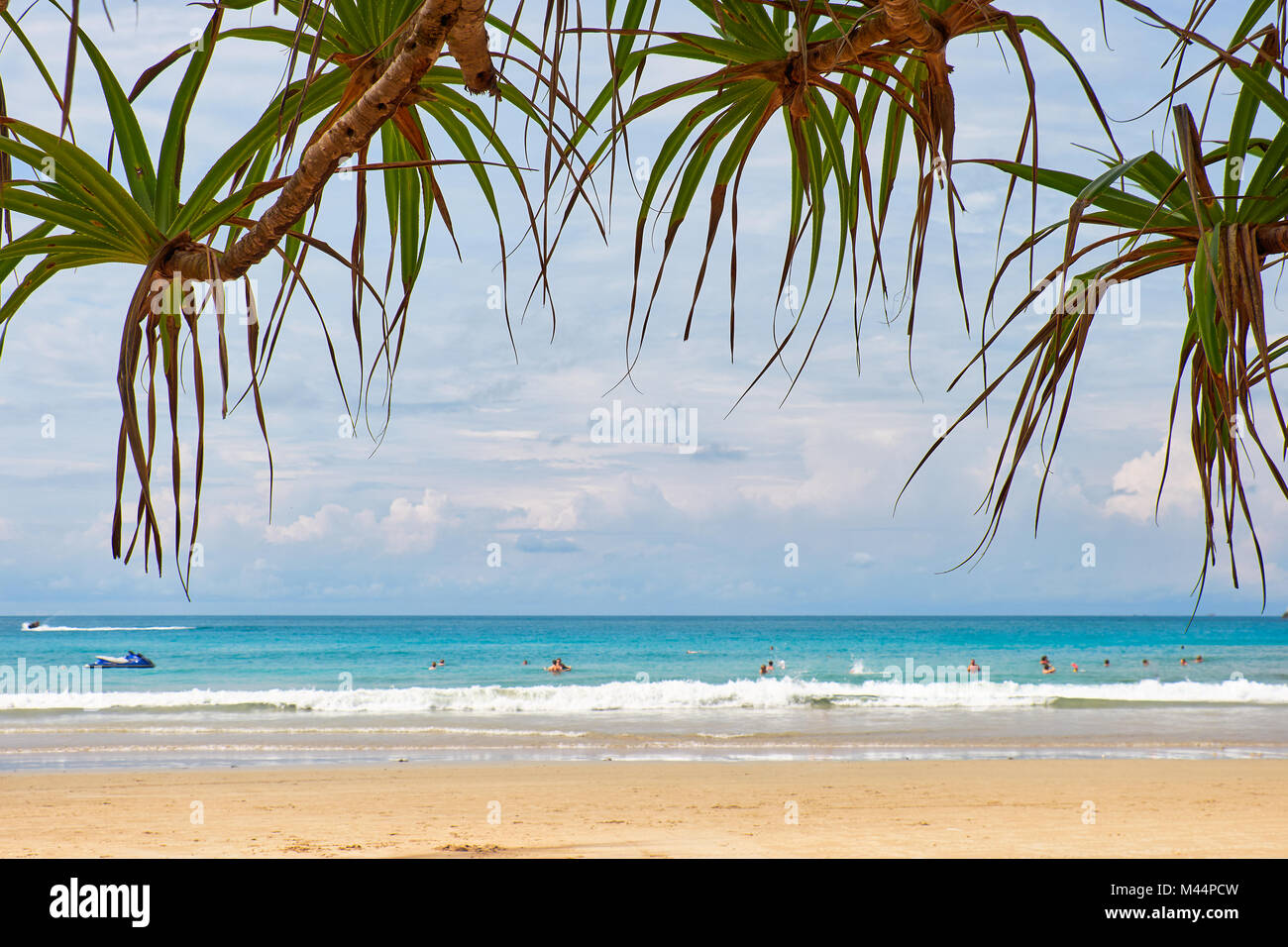 Screwpine su Kata beach sull'isola di Phuket in Thailandia Foto Stock