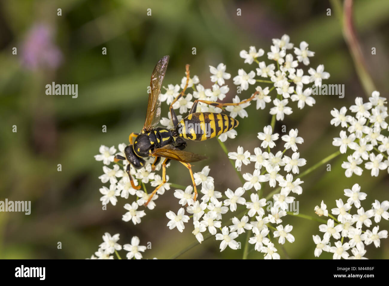Polistes dominula (Polistes gallicus), carta wasp Foto Stock