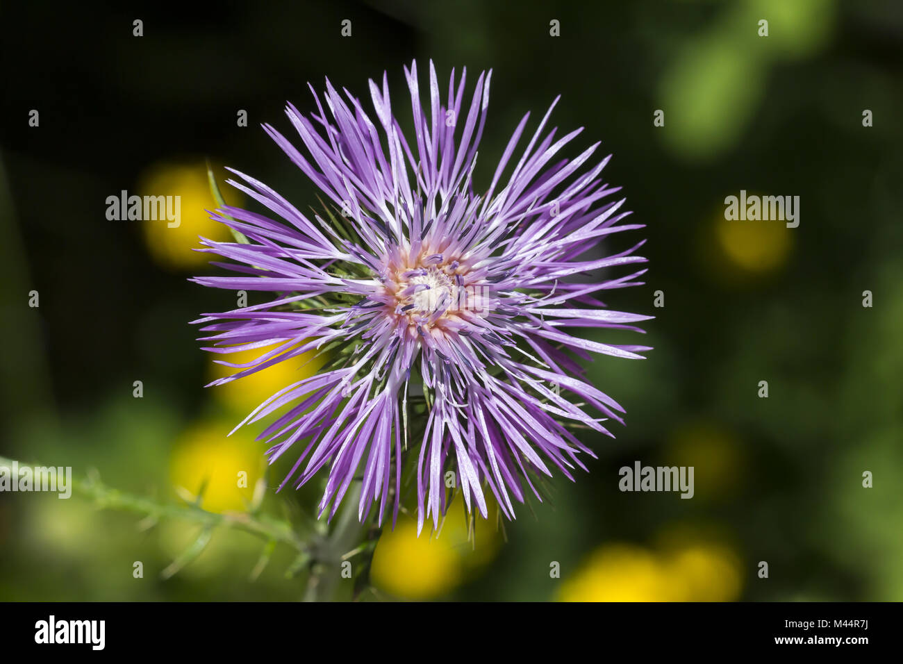 Galactites tomentosa, Viola, Cardo mariano, cinghiale th Foto Stock