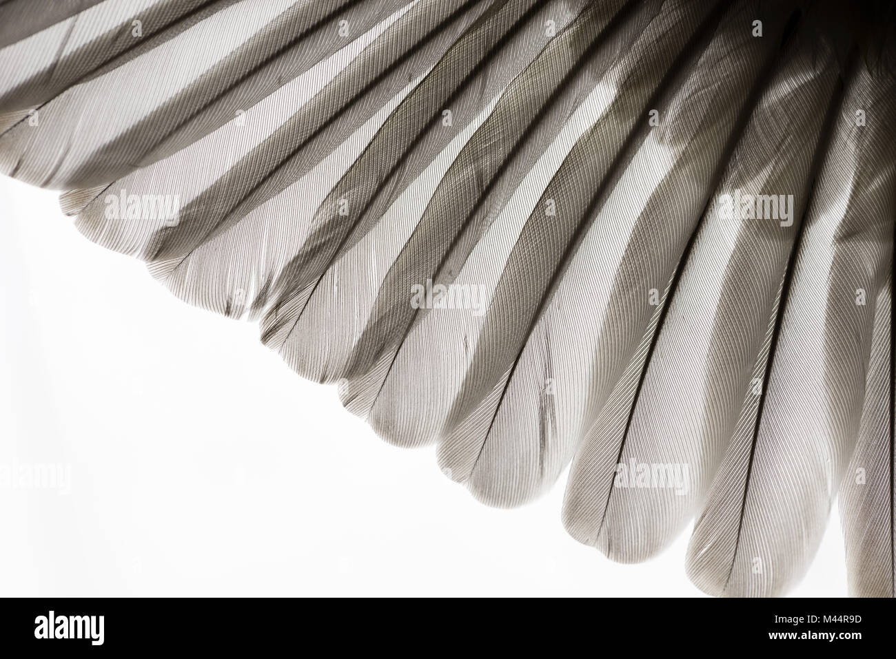 Delicati dettagli di primaria e anta secondaria piume da un europeo Verdone adulto che mostra come barbe di piuma bloccare insieme per consentire il volo Foto Stock