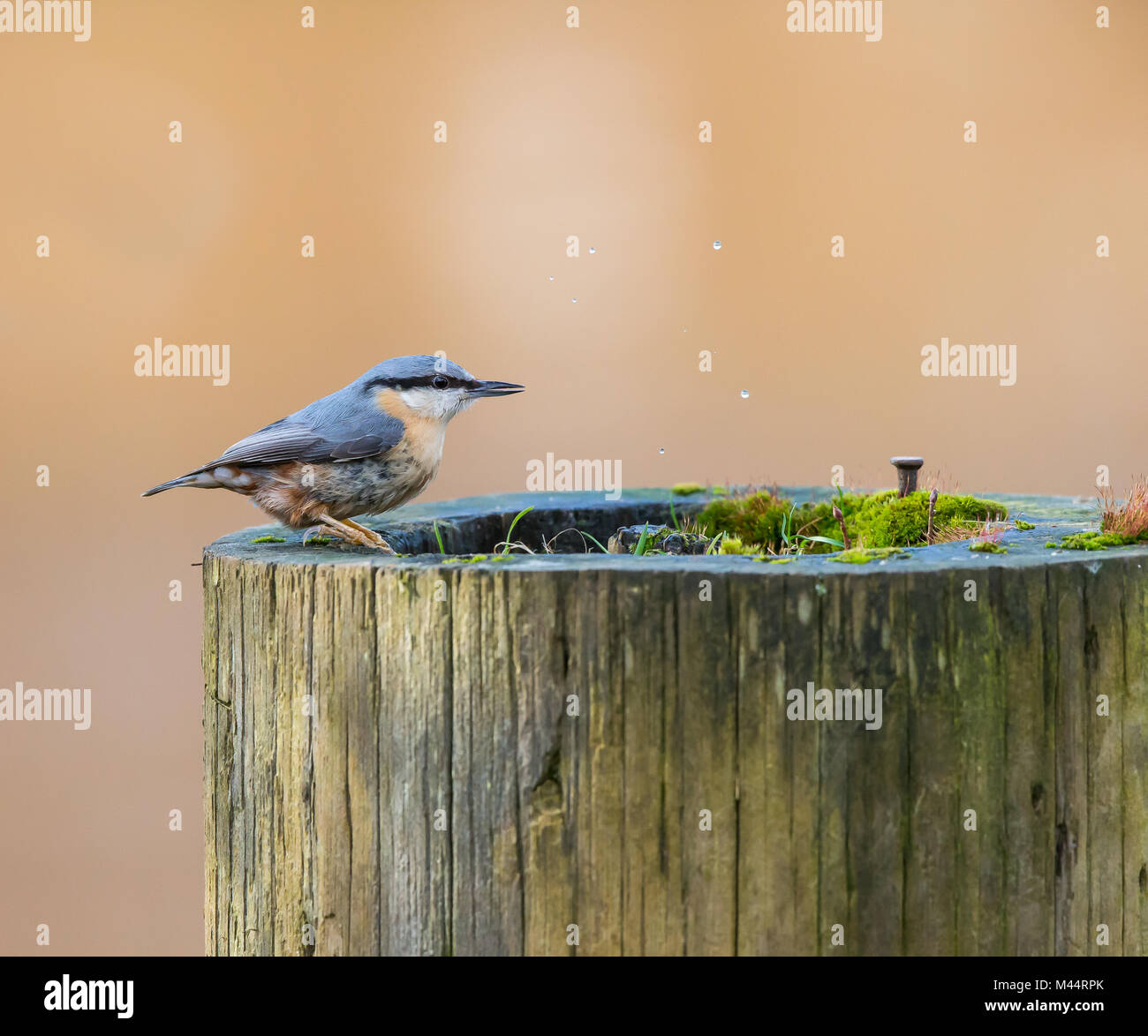 Uccello di nuthatch selvatico (Sitta europaea) che perching isolato all'aperto sotto la pioggia, acqua potabile che si raccoglie all'interno di palo di legno. Foto Stock