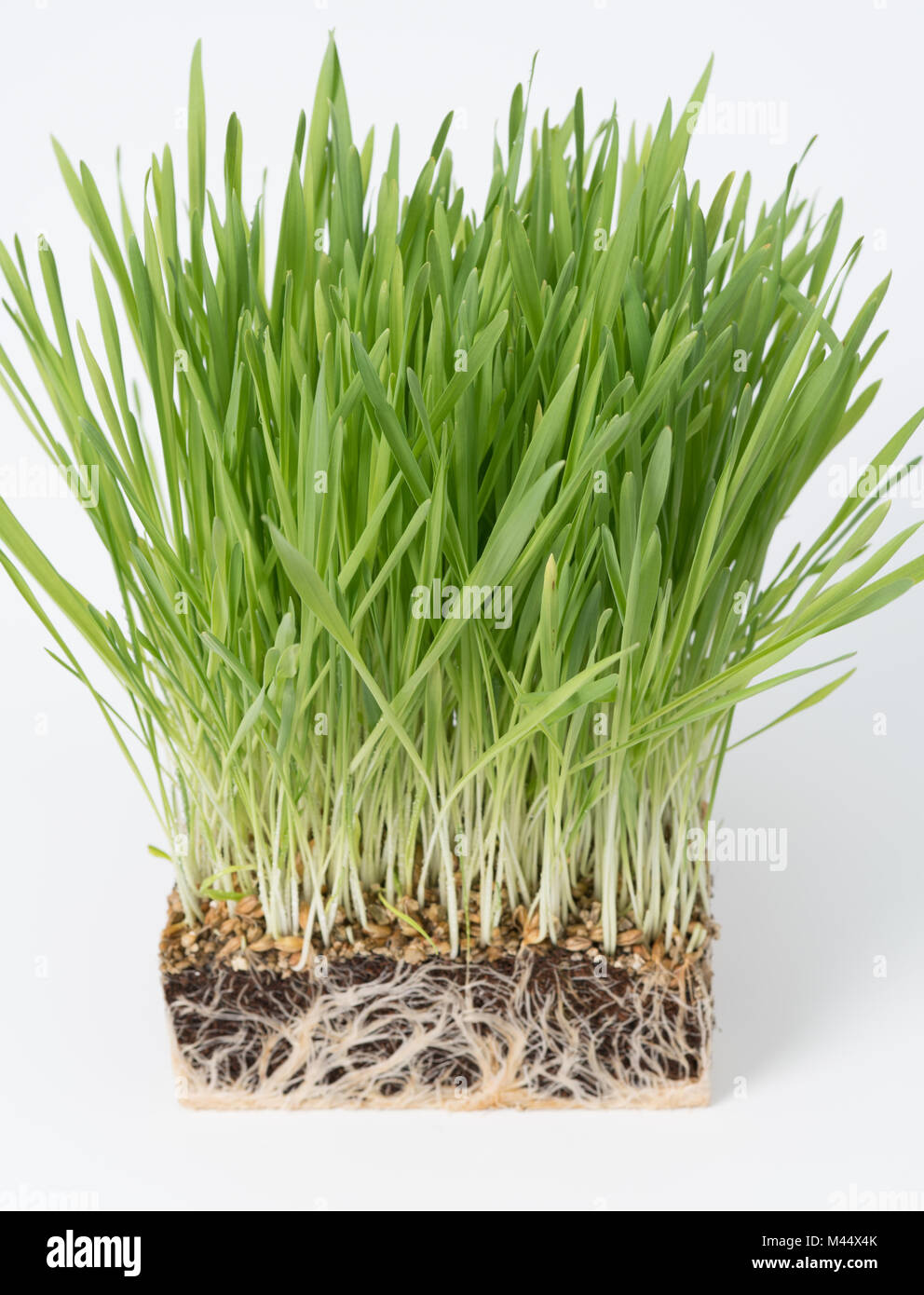 Pianta verde erba con un pezzo di terreno. Studio della microflora del terreno Foto Stock