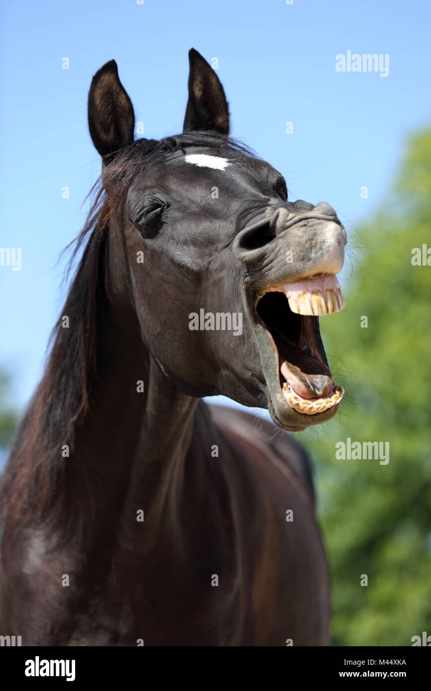 Arabian Horse. Ritratto di black castrazione, sbadigli. Germania Foto Stock