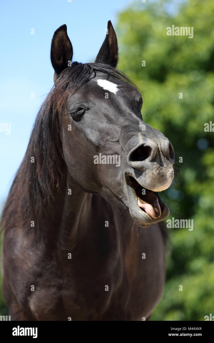 Arabian Horse. Ritratto di black castrazione, sbadigli. Germania Foto Stock