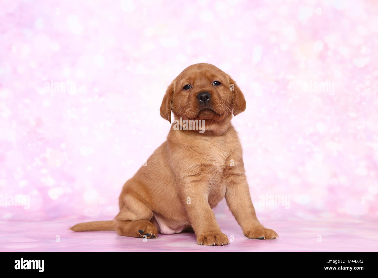 Il Labrador Retriever. Cucciolo (6 settimane di età) seduta. Studio Immagine visto contro un sfondo rosa. Germania Foto Stock