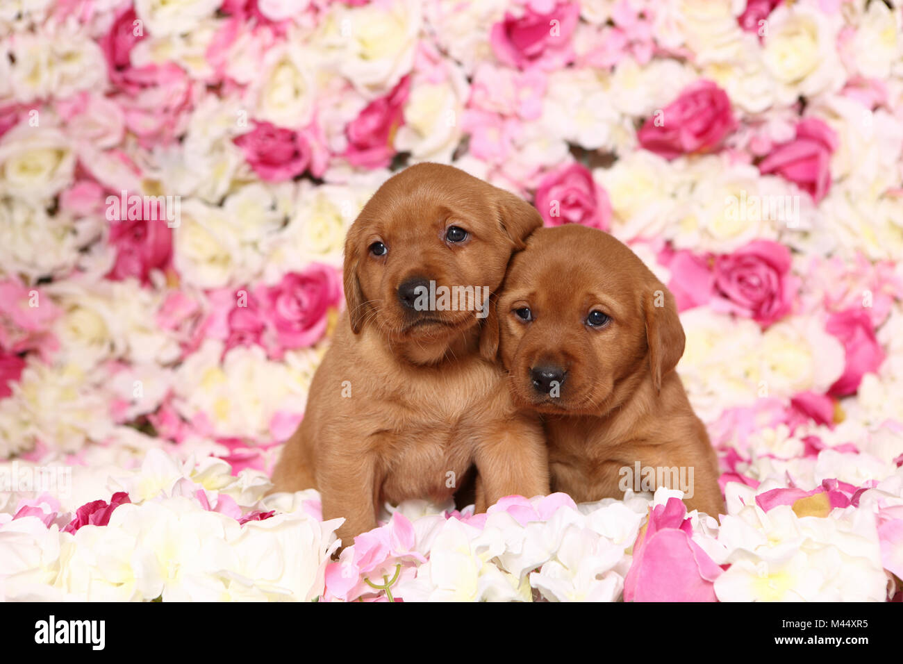 Il Labrador Retriever. Due cuccioli (6 settimane di età) in seduta rose fiori. Germania Foto Stock