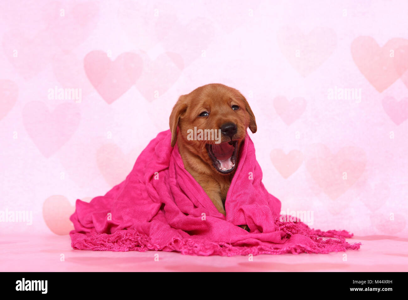 Il Labrador Retriever. Cucciolo (6 settimane di età) sbadigli, seduti in un blanket di rosa. Studio Immagine visto contro un sfondo rosa con cuore stampa. Germania Foto Stock