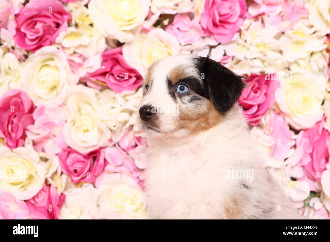 Pastore australiano. Cucciolo (6 settimane di età) seduto tra rose fiori. Studio Immagine. Germania Foto Stock