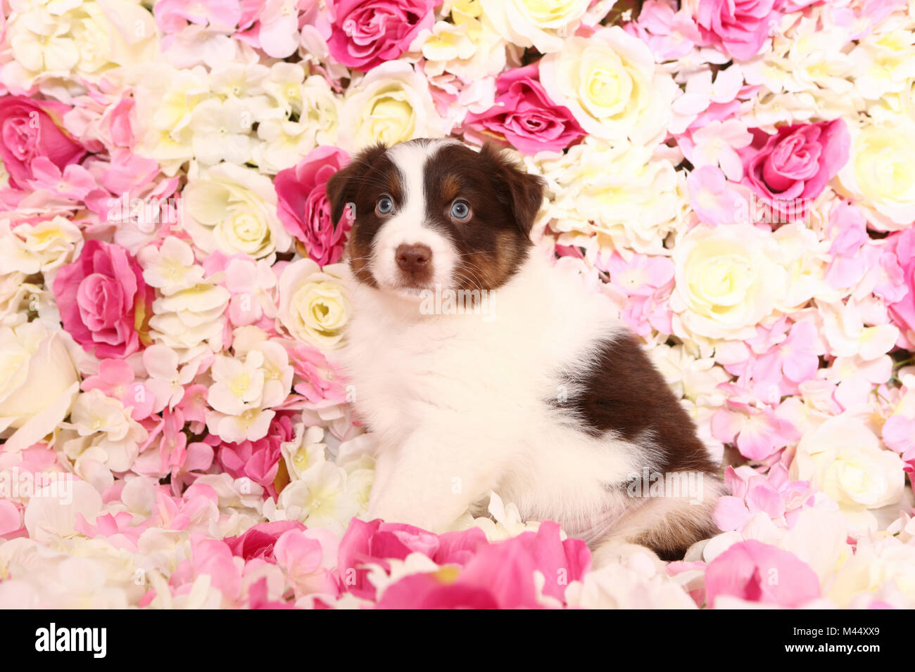 Pastore australiano. Cucciolo (6 settimane di età) seduto tra rose fiori. Studio Immagine. Germania Foto Stock