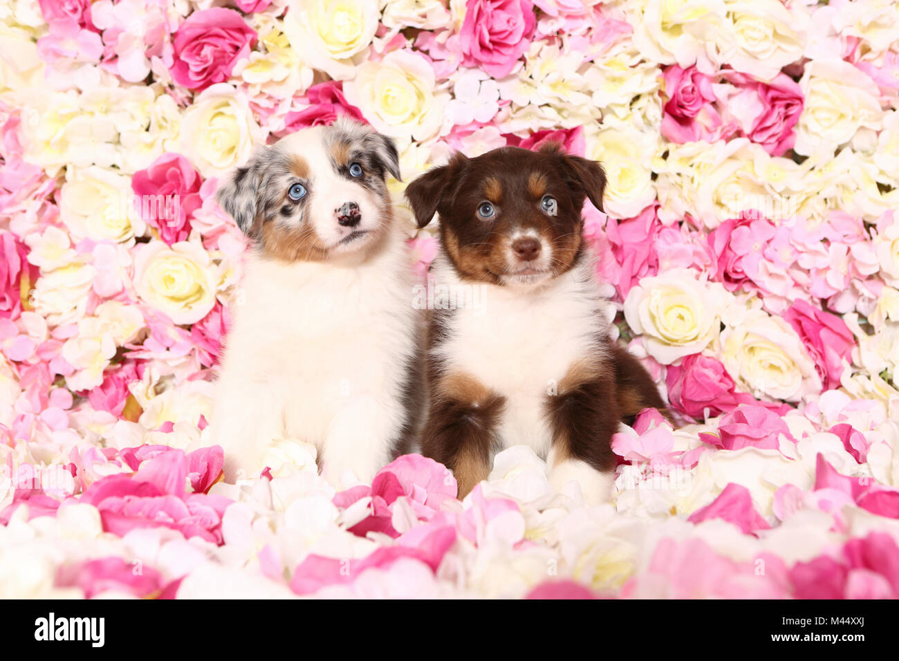 Pastore australiano. Due cuccioli (6 settimane di età) seduto tra rose fiori. Studio Immagine. Germania Foto Stock