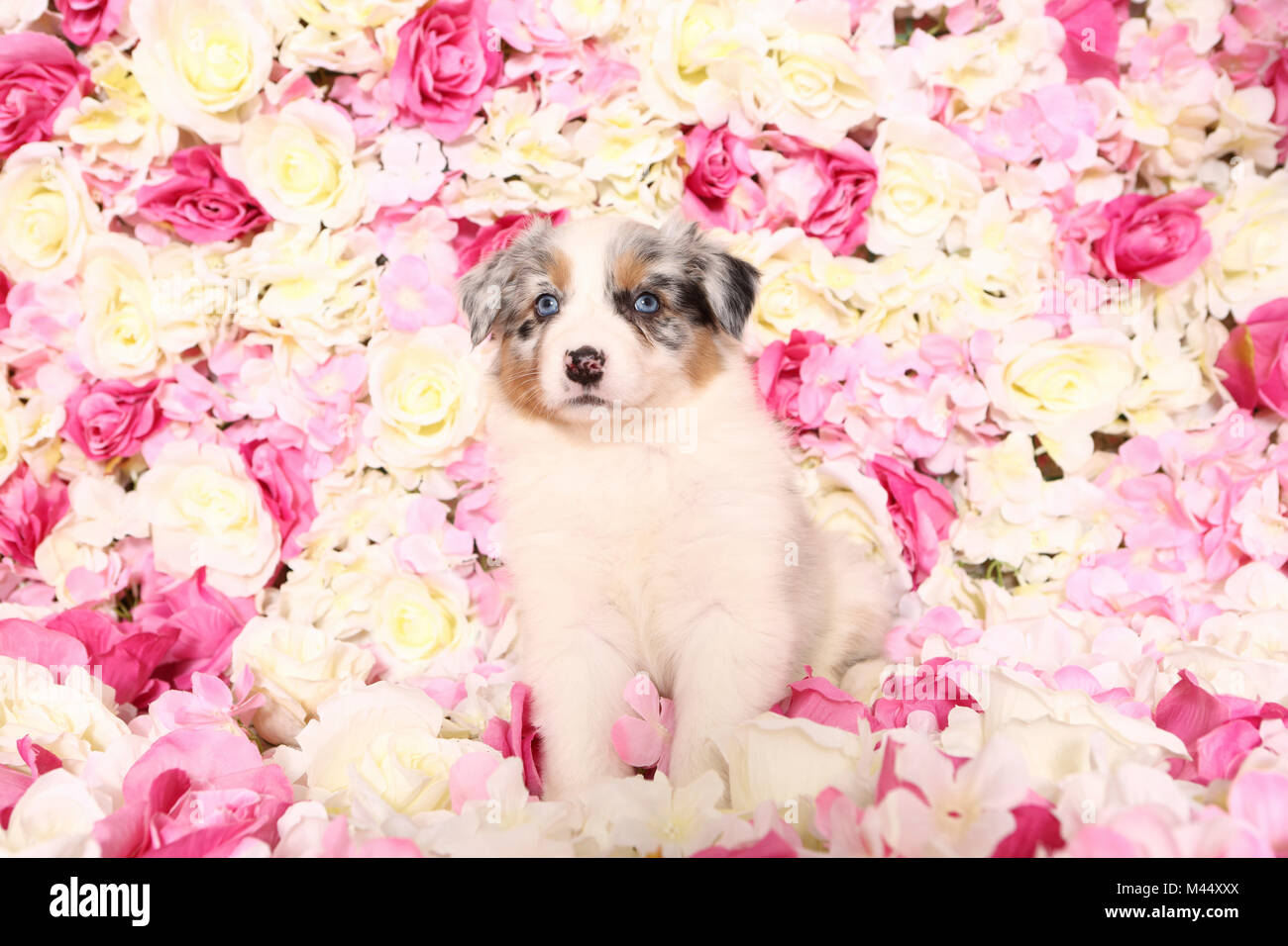 Pastore australiano. Cucciolo (6 settimane di età) seduto tra rose fiori. Studio Immagine. Germania Foto Stock