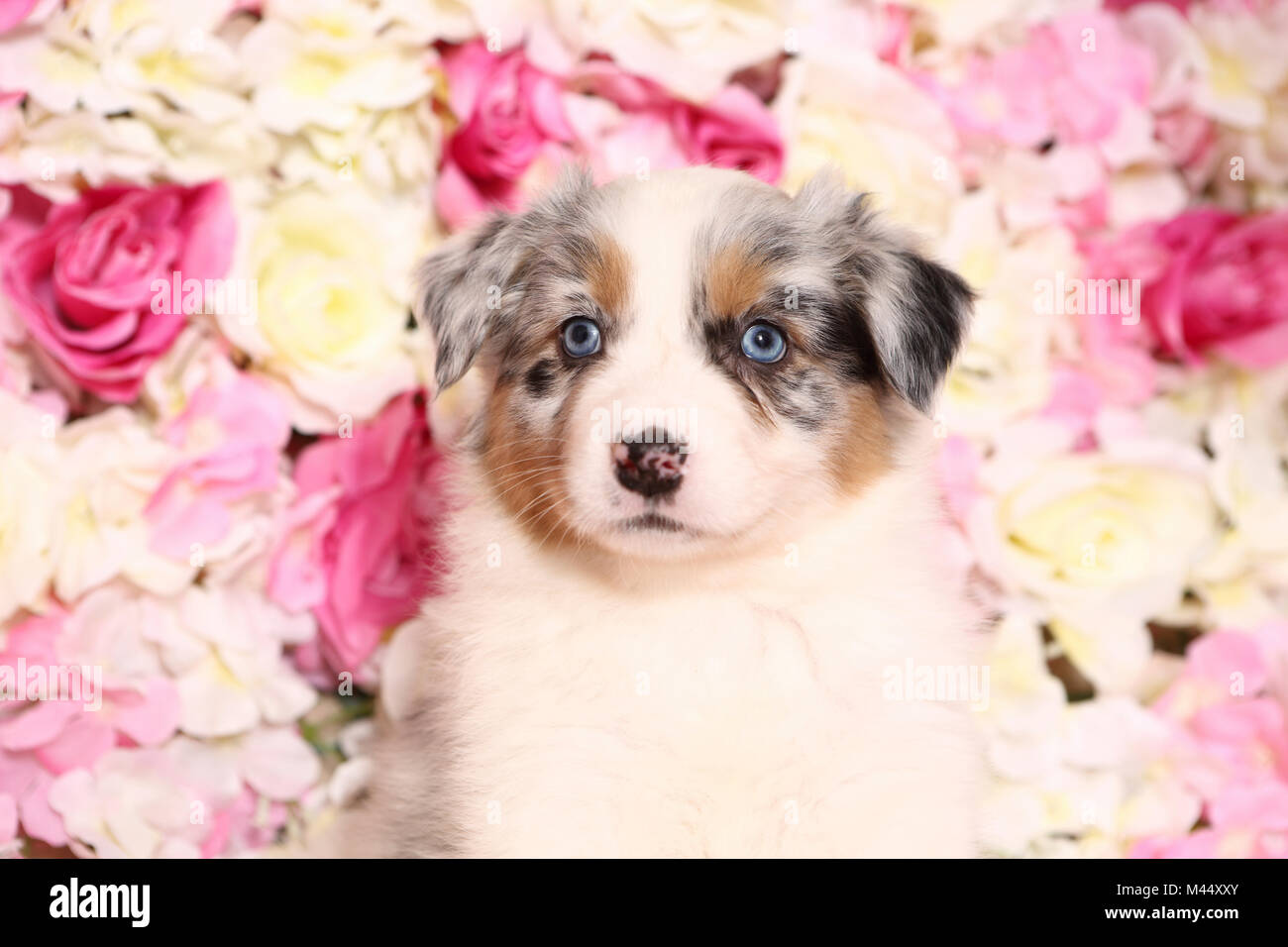 Pastore australiano. Cucciolo (6 settimane di età) seduto tra rose fiori. Studio Immagine. Germania Foto Stock
