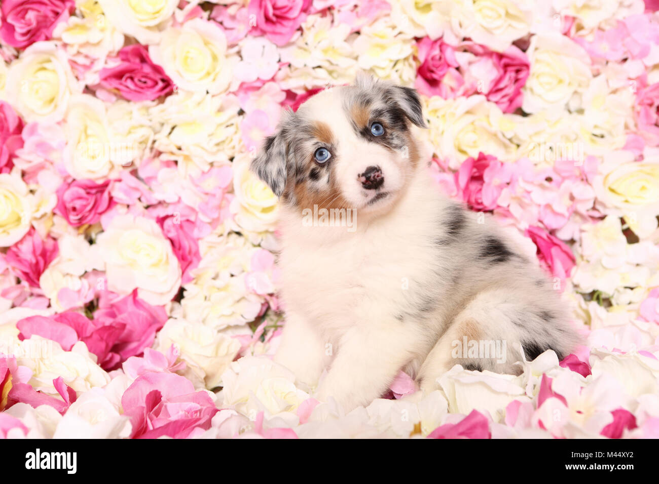 Pastore australiano. Cucciolo (6 settimane di età) seduto tra rose fiori. Studio Immagine. Germania Foto Stock