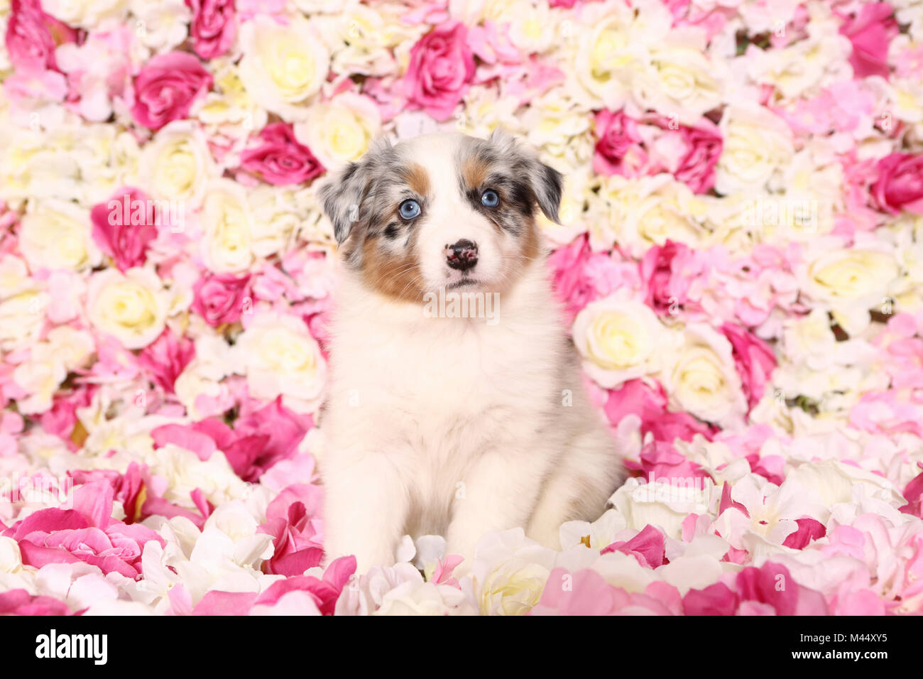 Pastore australiano. Cucciolo (6 settimane di età) seduto tra rose fiori. Studio Immagine. Germania Foto Stock