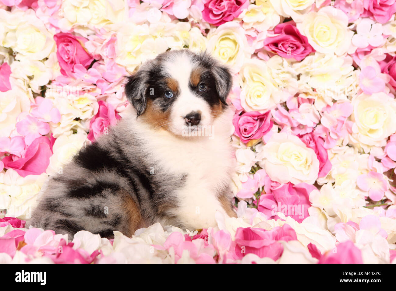 Pastore australiano. Cucciolo (6 settimane di età) seduto tra rose fiori. Studio Immagine. Germania Foto Stock