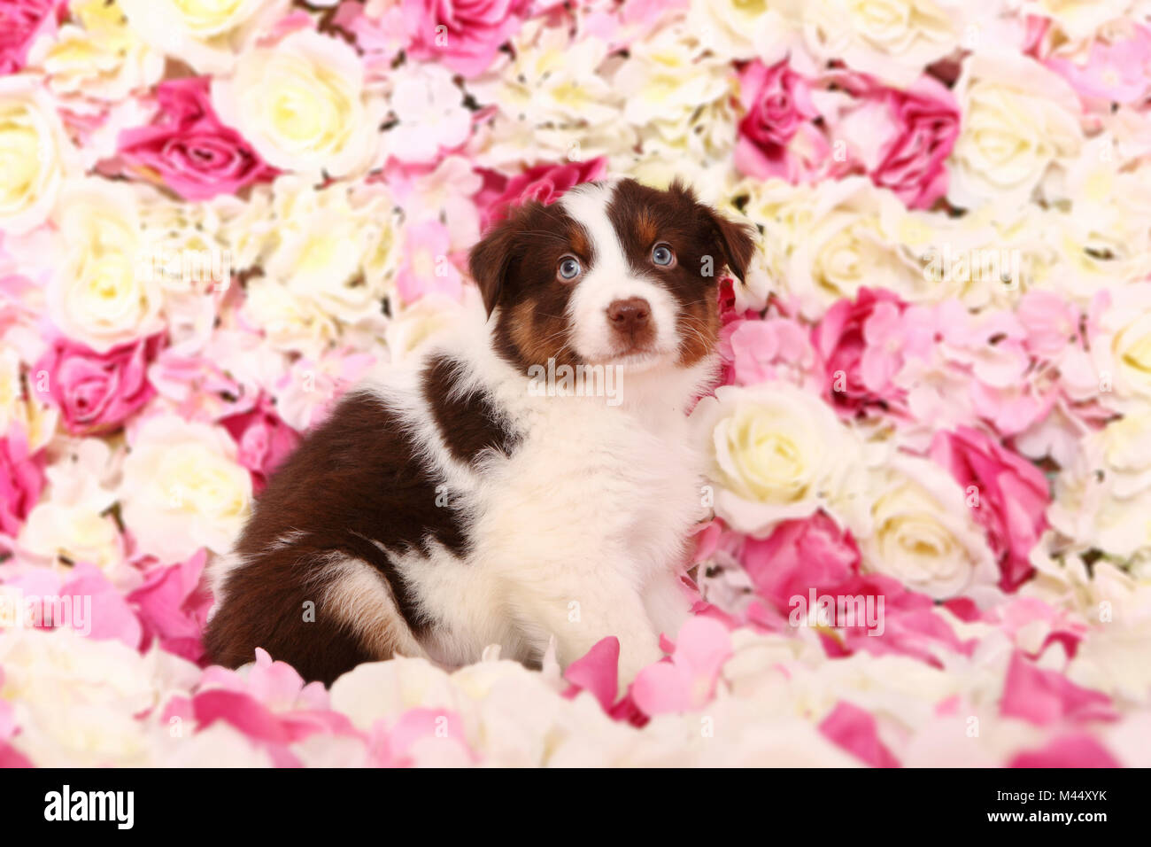 Pastore australiano. Cucciolo (6 settimane di età) seduto tra rose fiori. Studio Immagine. Germania Foto Stock