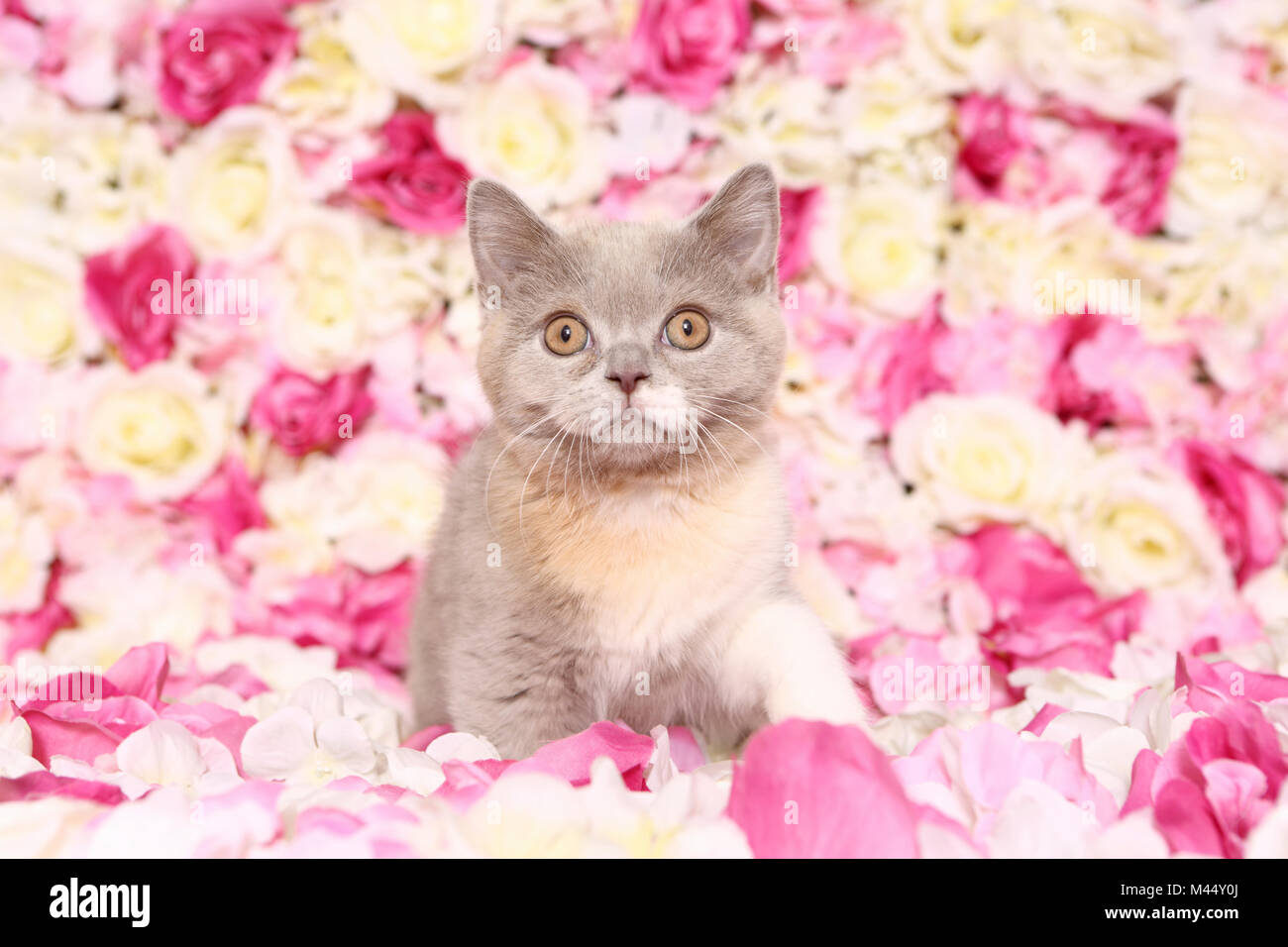 British Shorthair Cat. Gattino seduto tra rose fiori. Studio Immagine. Germania Foto Stock