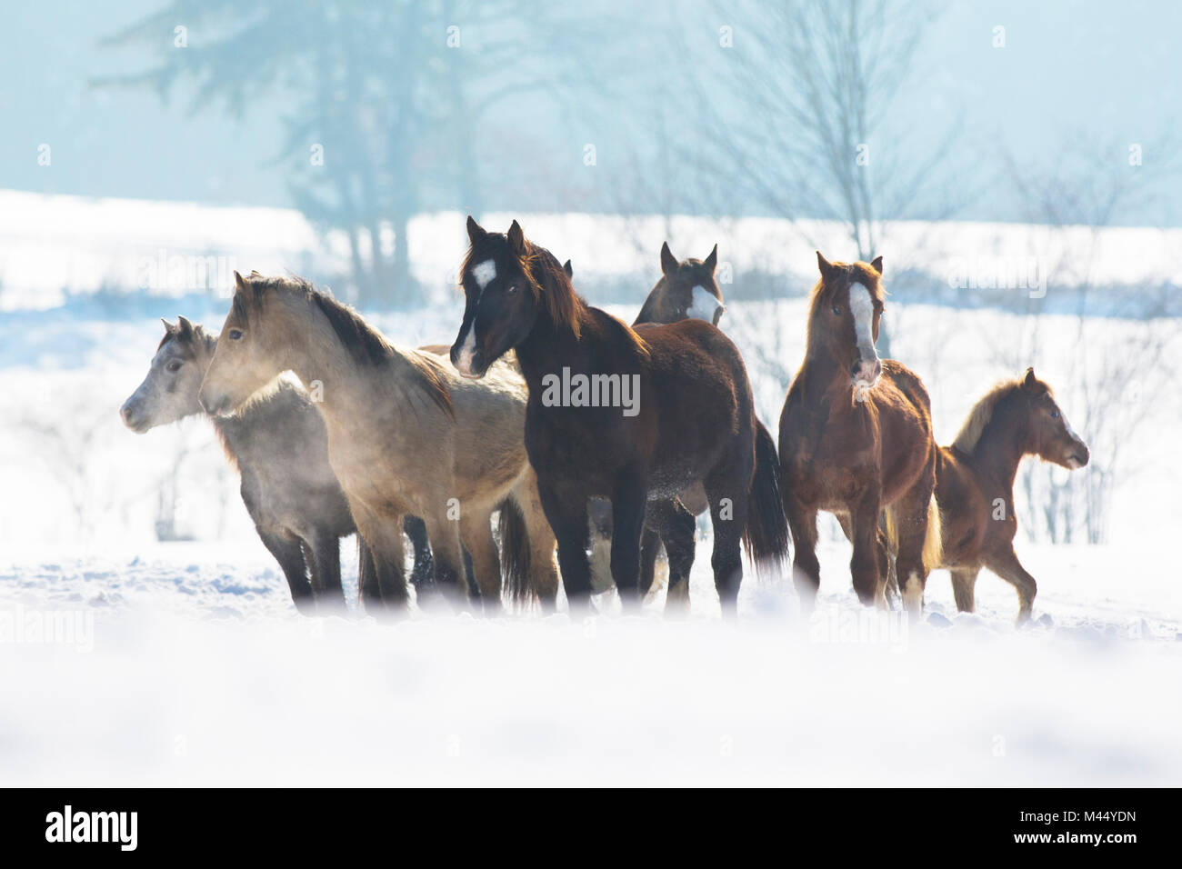 Pony Welsh. Mandria huddling insieme nella neve. Austria Foto Stock
