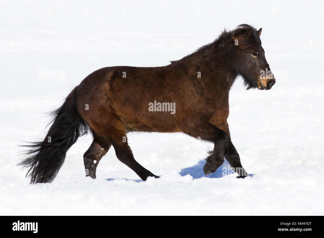 Bay pony al galoppo nella neve. Austria Foto Stock