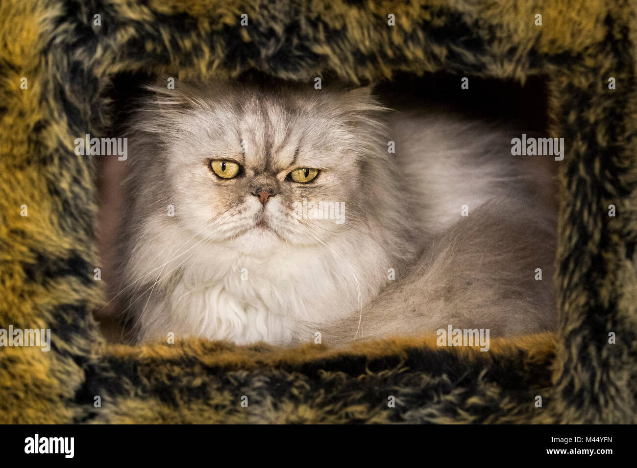 Il vecchio gatto persiano in appoggio nel suo nascondiglio. Paesi Bassi Foto Stock