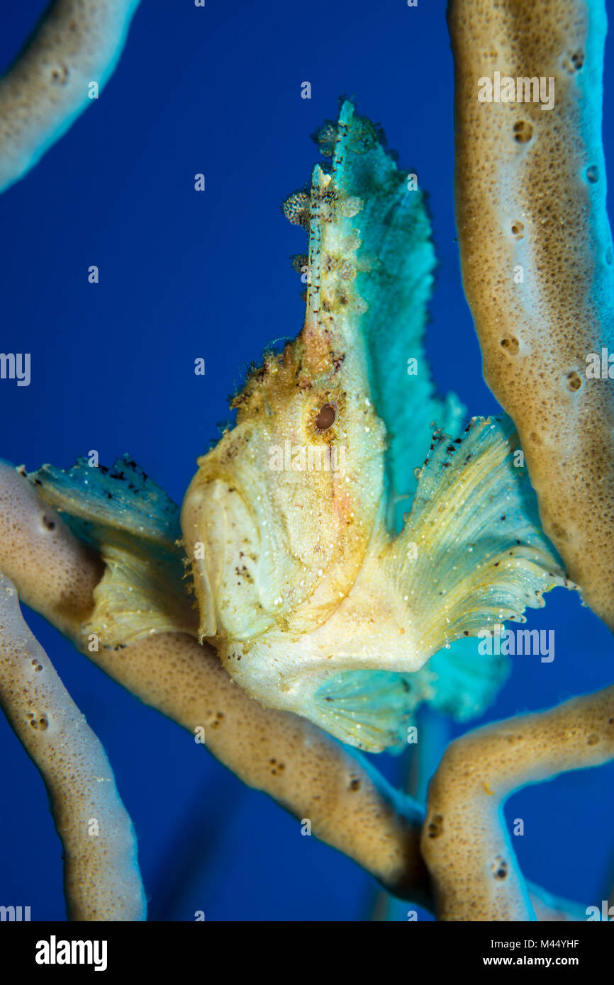 Scorfani foglia (Taenianotus triacanthus) sotto l'acqua, Banda Mare, Selayar, Sulawesi meridionale, Indonesia. Foto Stock