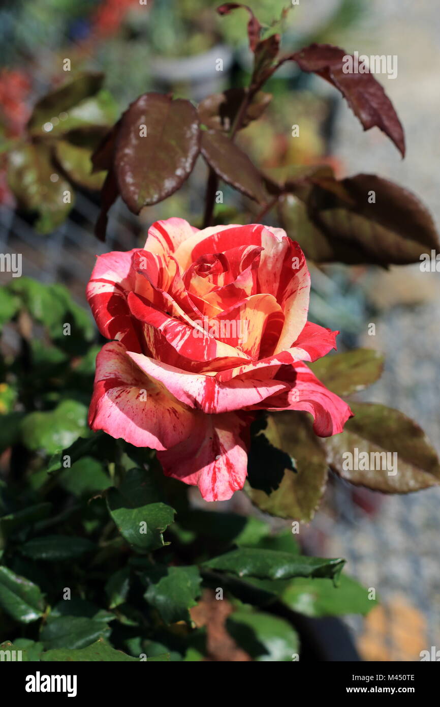 Close up di lampone Tiger Rose in piena fioritura Foto Stock