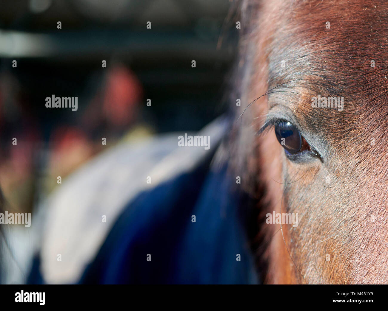Close up di cavalli Eye Foto Stock