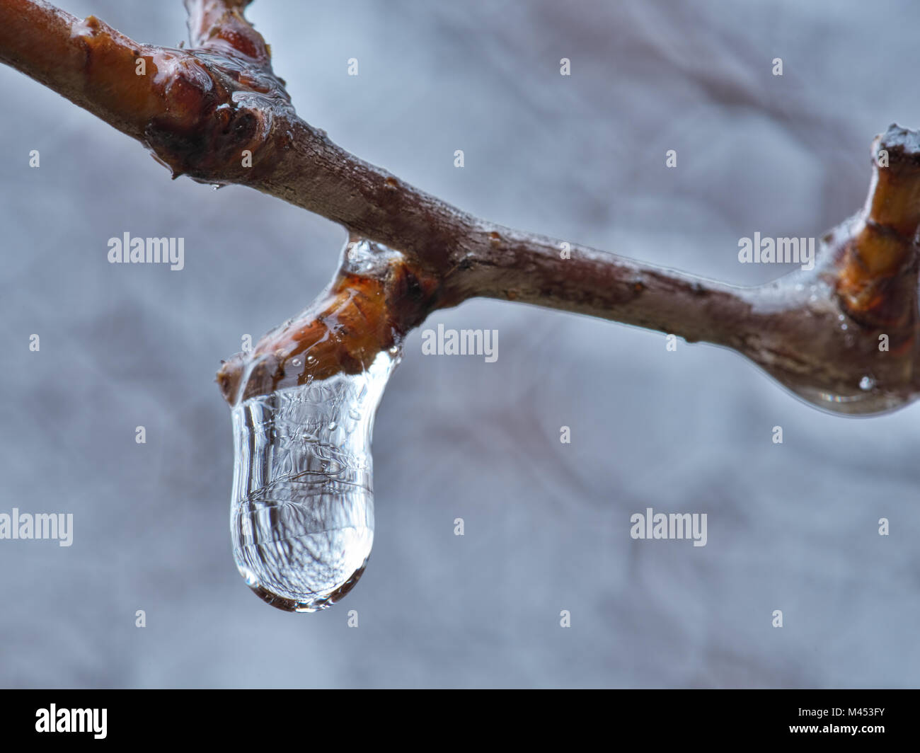 Macro shot di acqua congelata goccia sul ramo. Foto Stock
