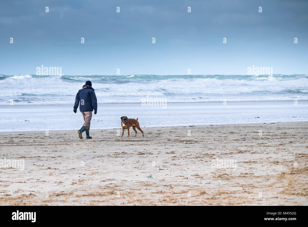 Un uomo che cammina il suo gatto cane Boxer lungo il litorale su un ventoso Perranporth Beach in Cornwall Regno Unito. Foto Stock