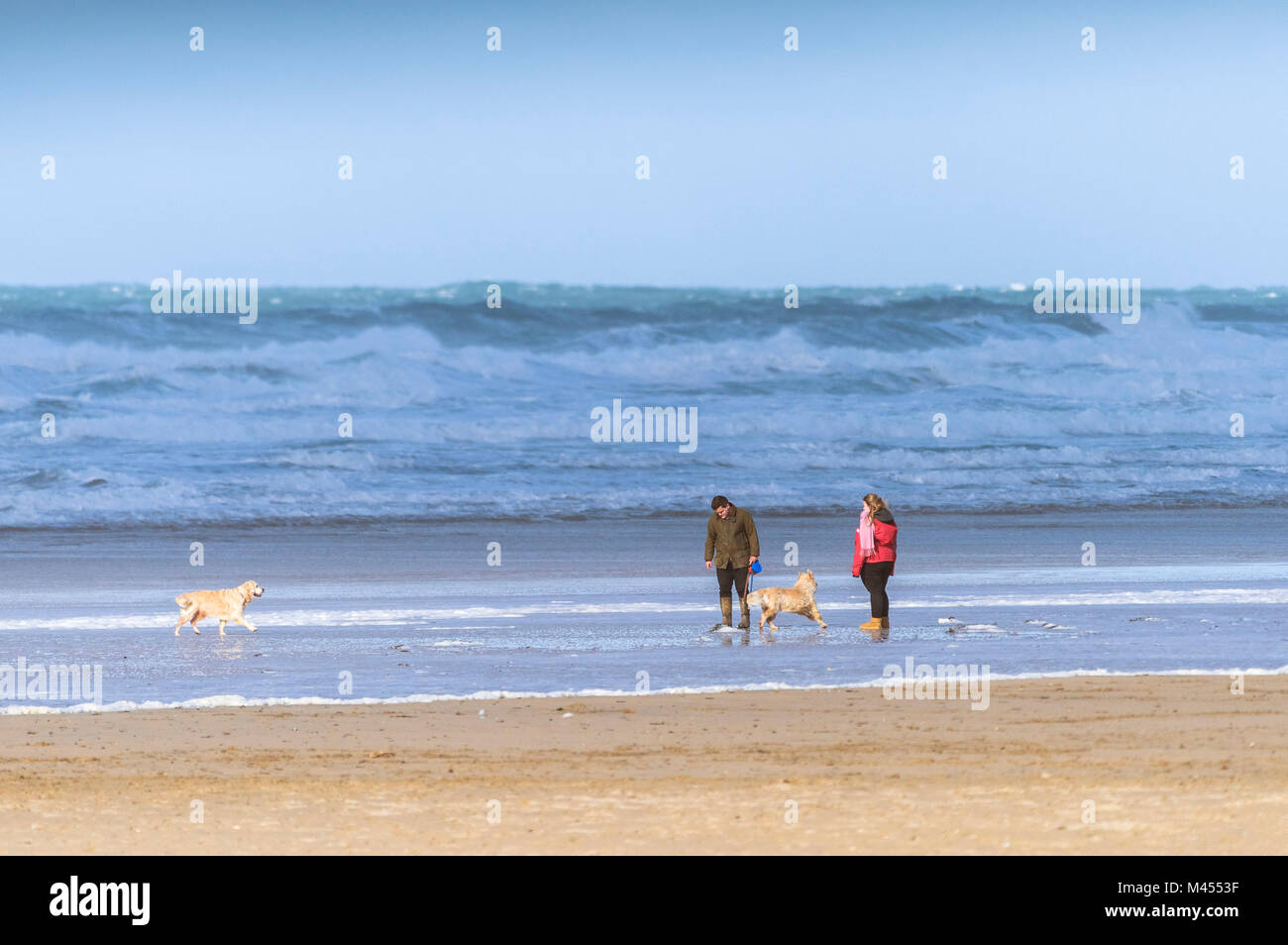 Dog walkers sulla spiaggia a Perranporth in Cornwall Regno Unito. Foto Stock