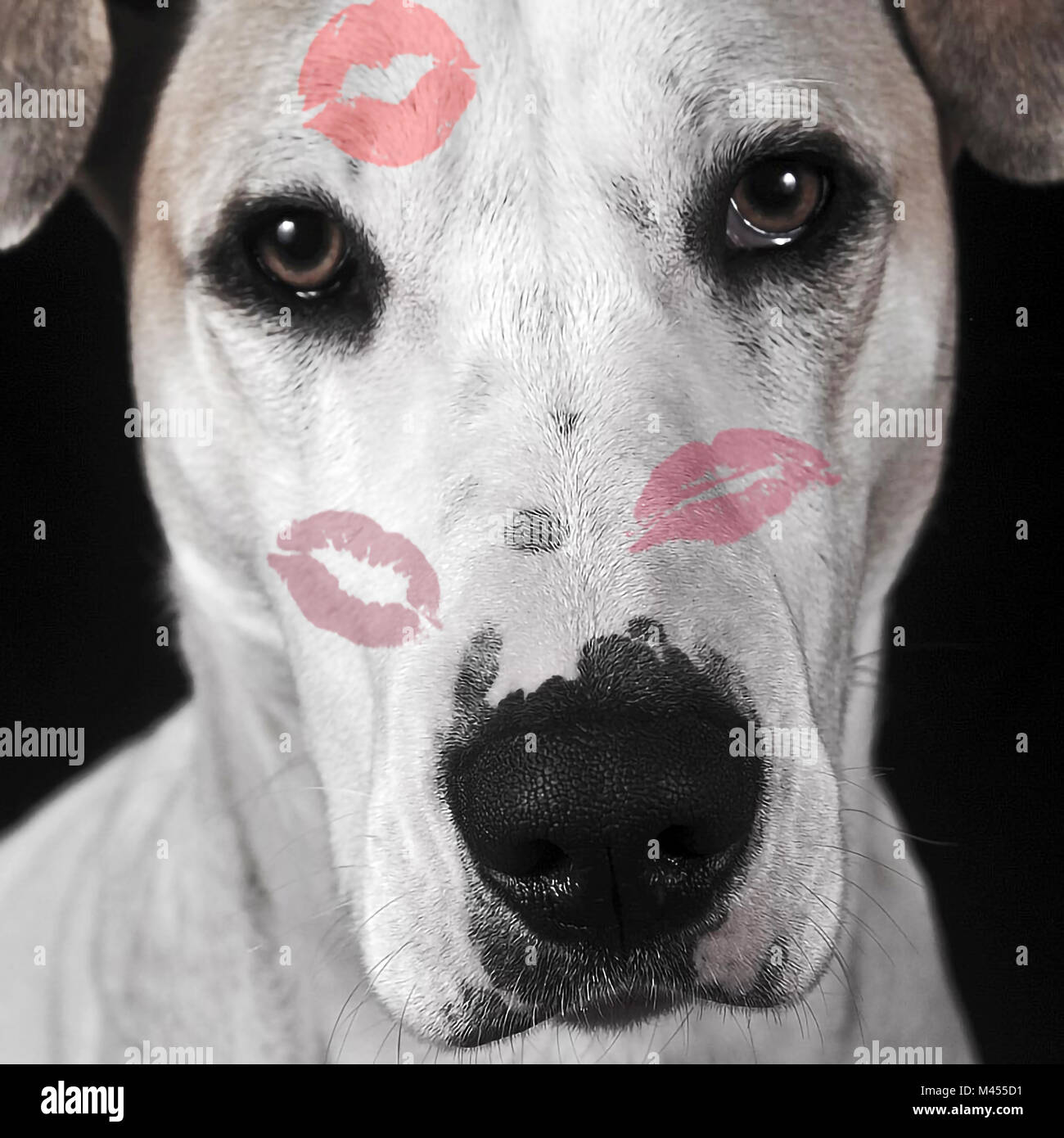 Buon San Valentino. Ritratto di un cane con il rossetto baci Foto stock -  Alamy