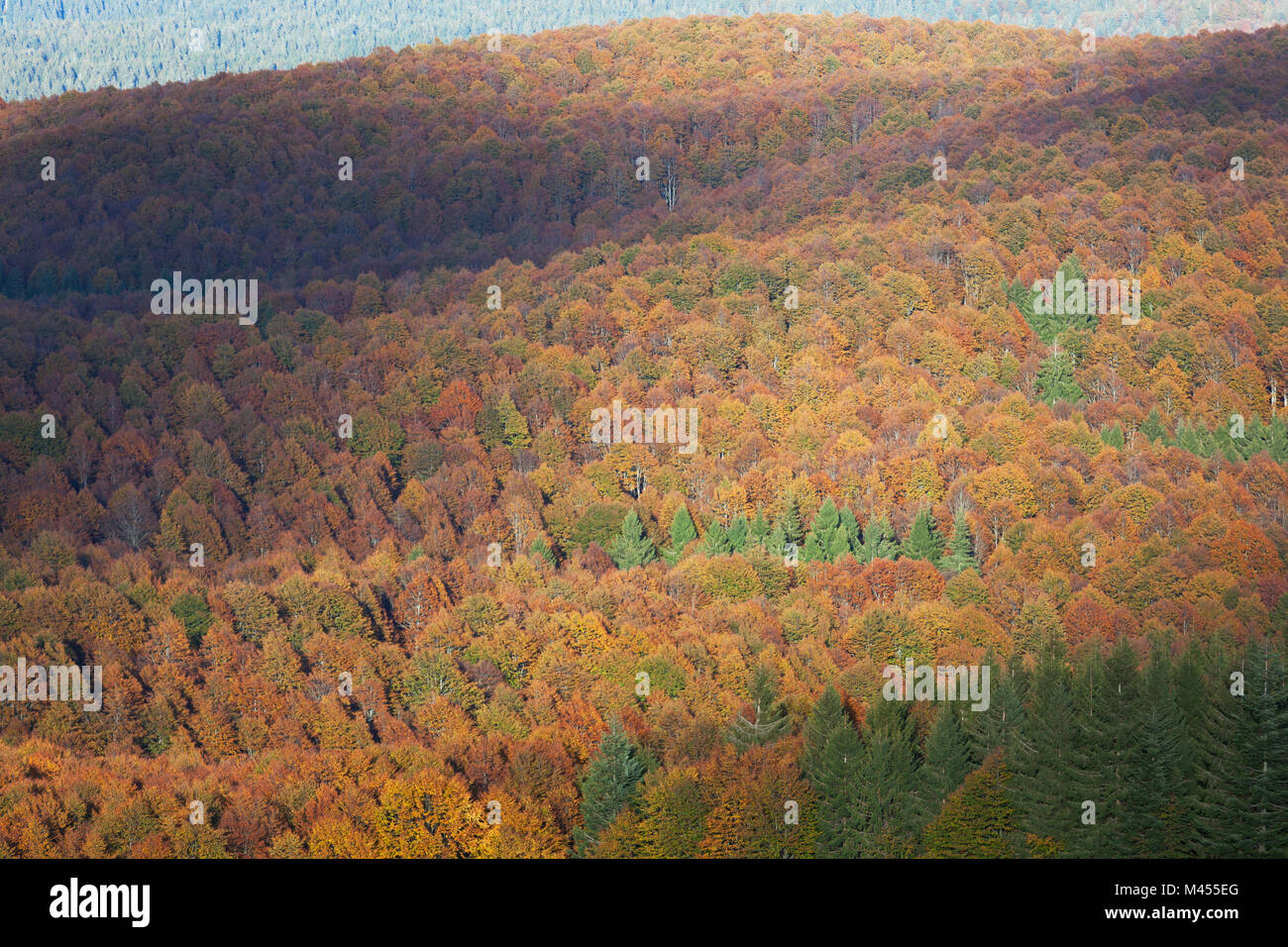 Cansiglio foresta da Monte Pizzoc, Venetin Prealpi, Fregona, Treviso, Italia Foto Stock