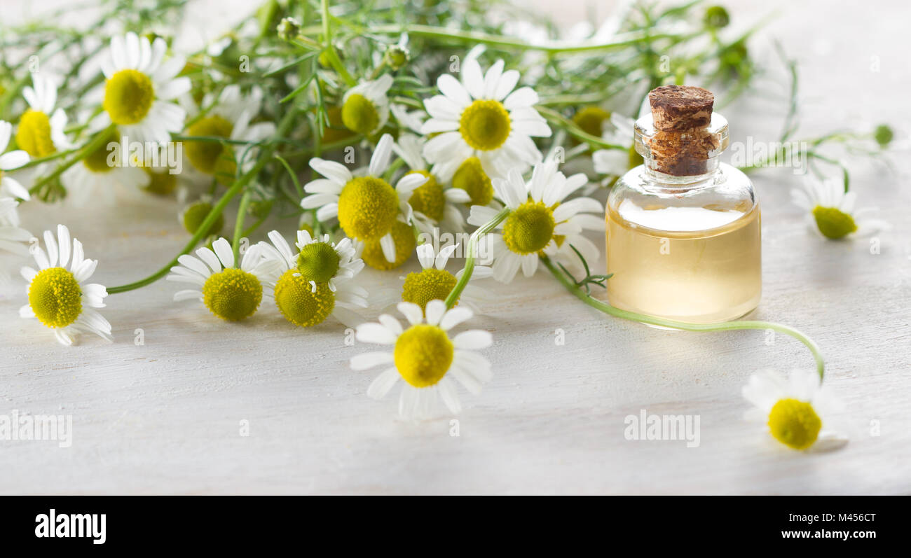 La camomilla olio essenziale e camomilla fiori Foto Stock