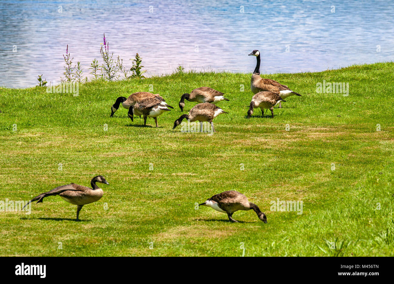 Un branco di oche del Canada, Branta canadensis, estate sulle banche erbosa del Fiume Ammonoosuc a Lisbona, NH, Stati Uniti d'America. Foto Stock