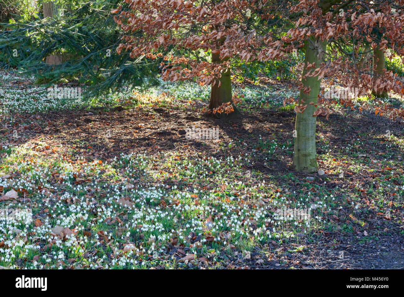 Hodsock Priory, Nottinghamshire, Regno Unito. Inverno, febbraio 2018. Foto Stock