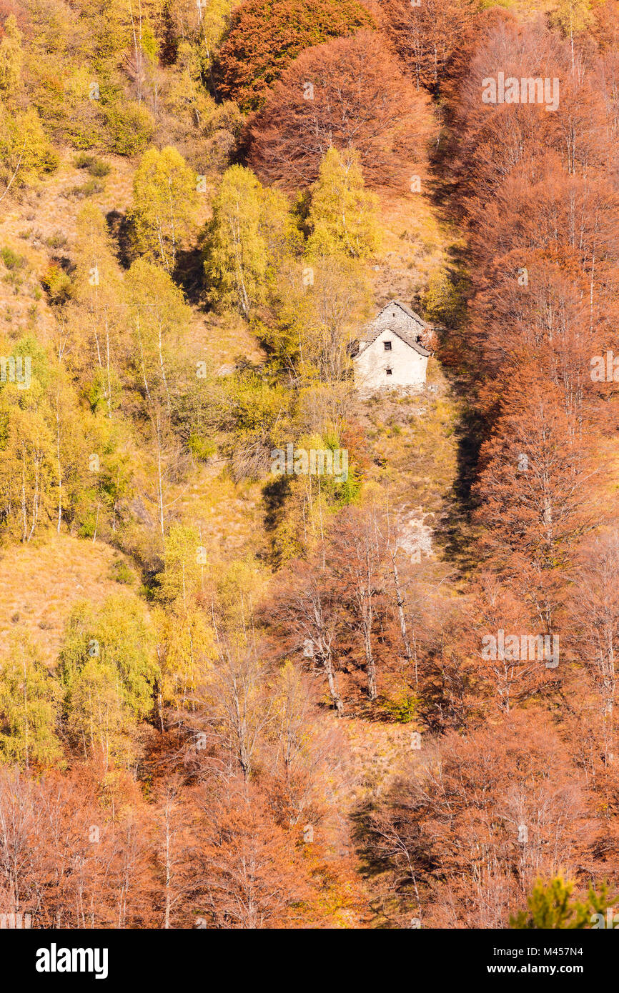 Casa isolata nascosto tra gli alberi colorati in autunno, la Val Vigezzo, Verbano Cusio Ossola provincia, Piemonte, Italia del Nord, Italia Foto Stock