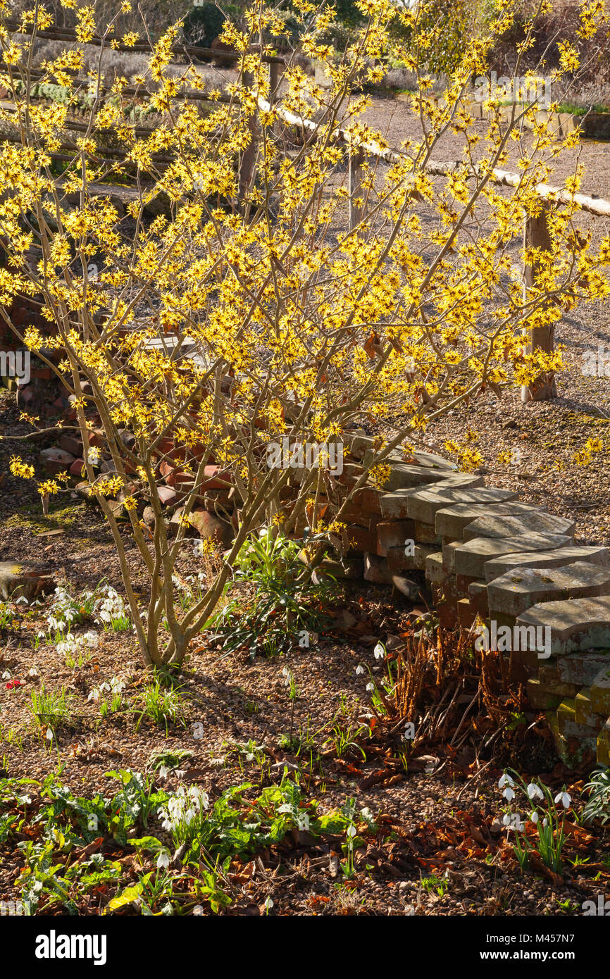 Hodsock Priory, Nottinghamshire, Regno Unito. Inverno, febbraio 2018. Foto Stock