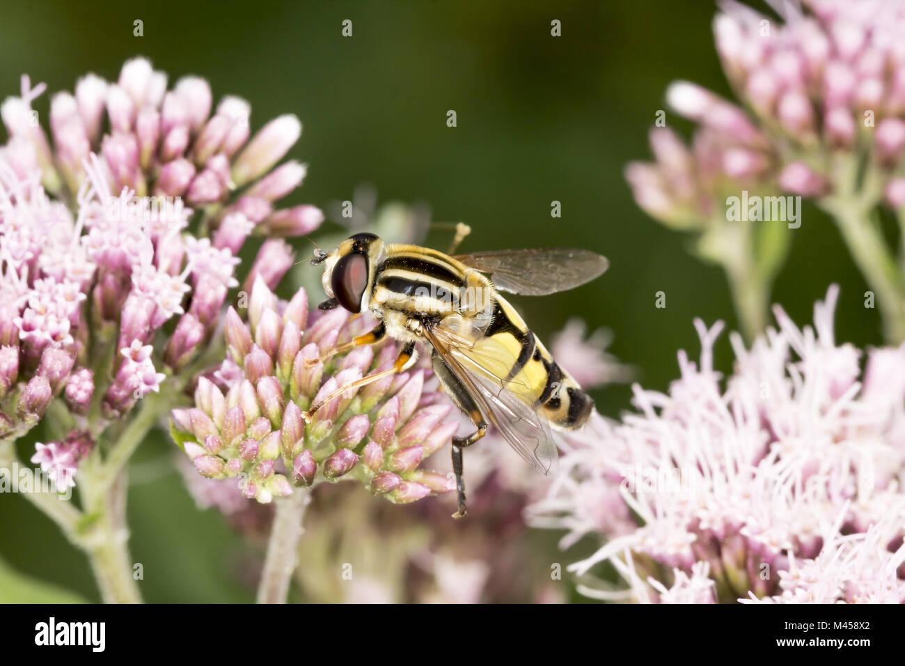 Helophilus trivittatus, hoverfly Europea, Germania Foto Stock