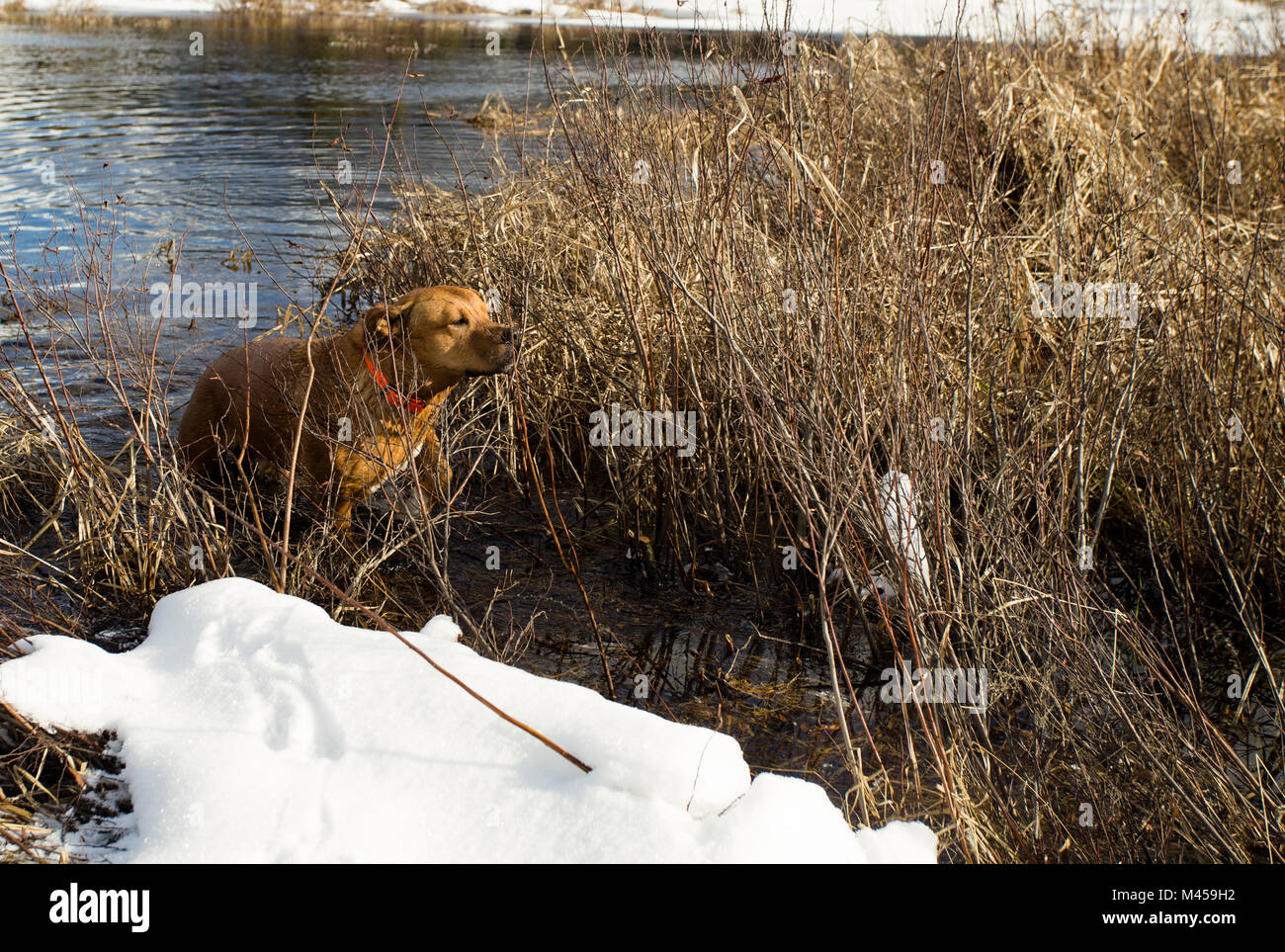 Cane di scendere dal gelo di acqua in una zona paludosa di Bull fiume su una 21ºF giornata invernale, nella contea di Sanders, Montana. Foto Stock