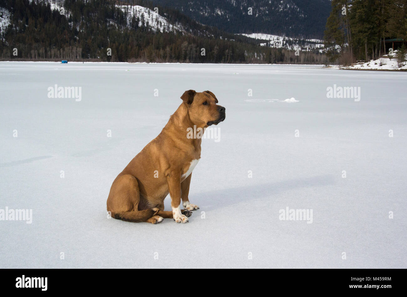 Un cane rosso senza un collare, seduto su un toro congelato sul lago a sud di Troy, nella contea di Lincoln, Montana Foto Stock