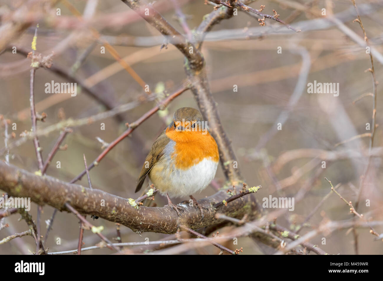 Unione Robin o Robin red della mammella (Erithacus rubecula) seduto su un ramo vicino. Foto Stock