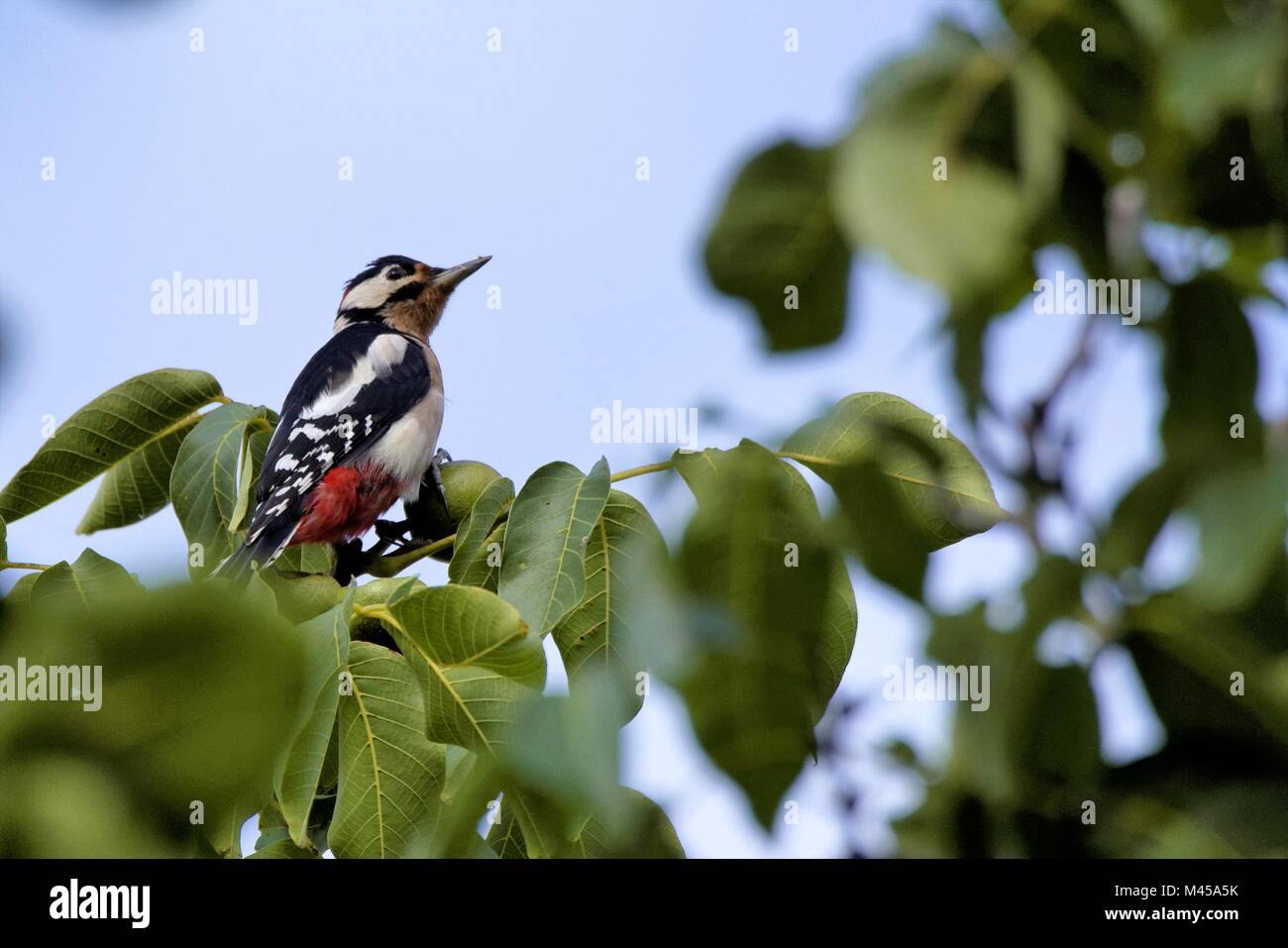 Picchio rosso maggiore in un albero di noce Foto Stock