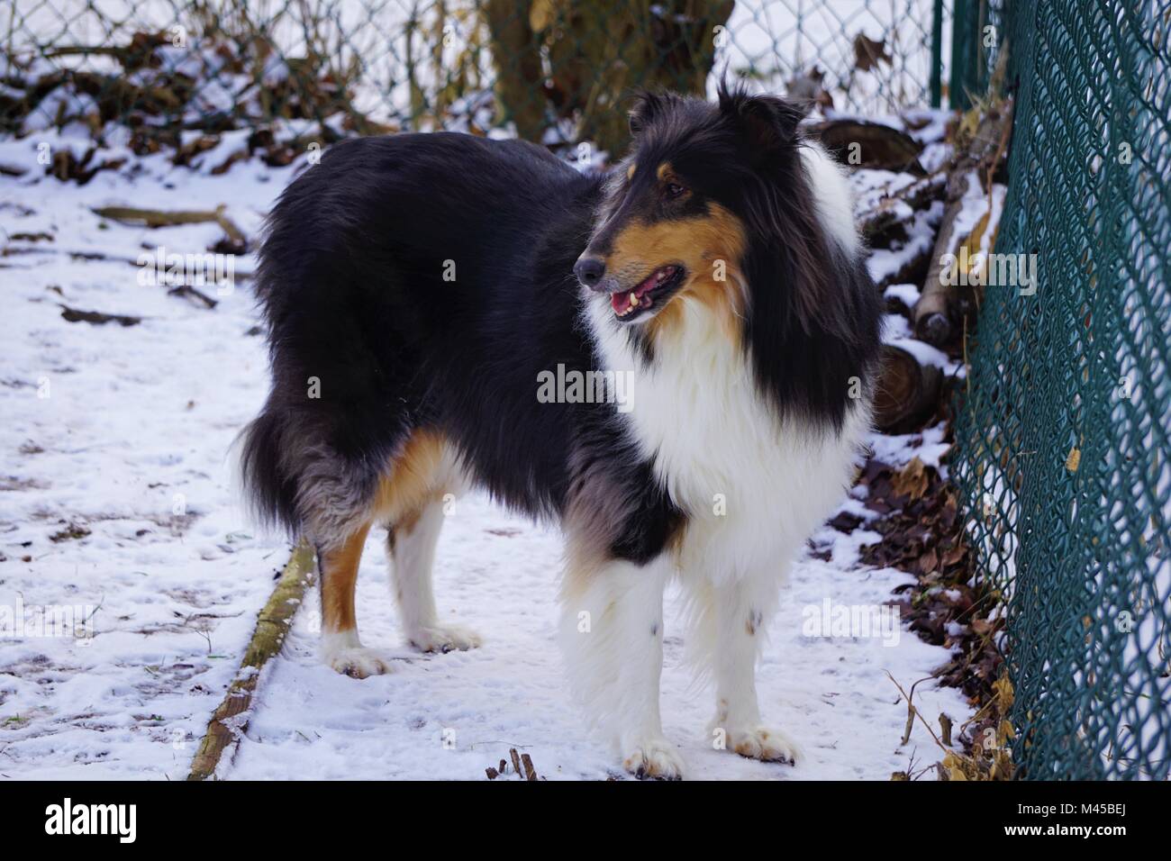 Bella ruvida Collie Foto Stock