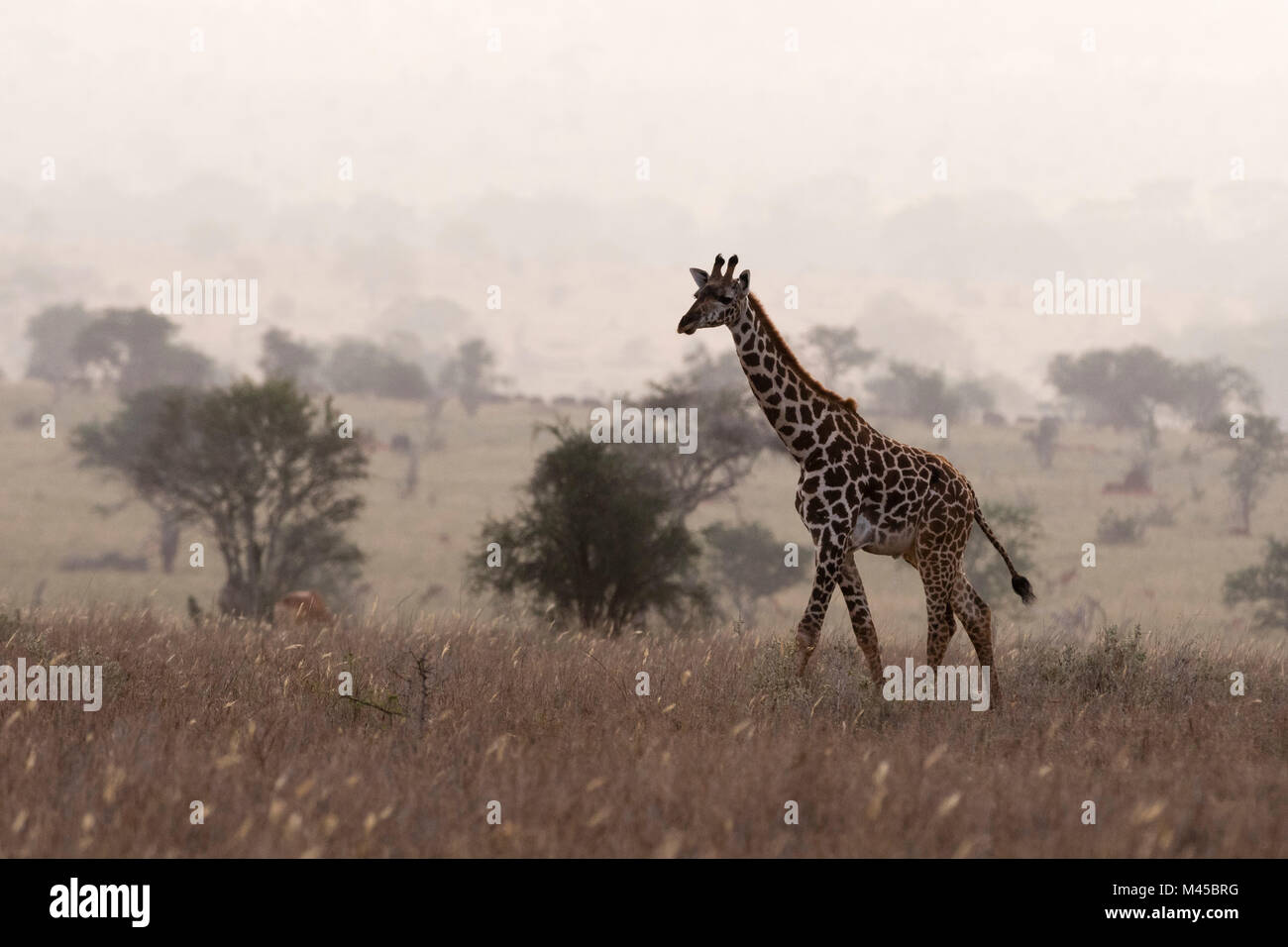 Maasai giraffe (Giraffa camelopardalis tippelskirchi), passeggiate nella nebbia, Tsavo, Kenya, Africa Foto Stock