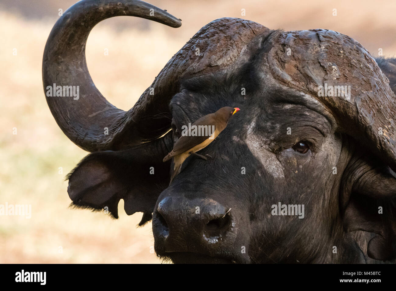 African buffalo (Syncerus caffer), con giallo-fatturati Oxpecker (Buphagus africanus), cercando di parassiti, Tsavo, Kenya Foto Stock