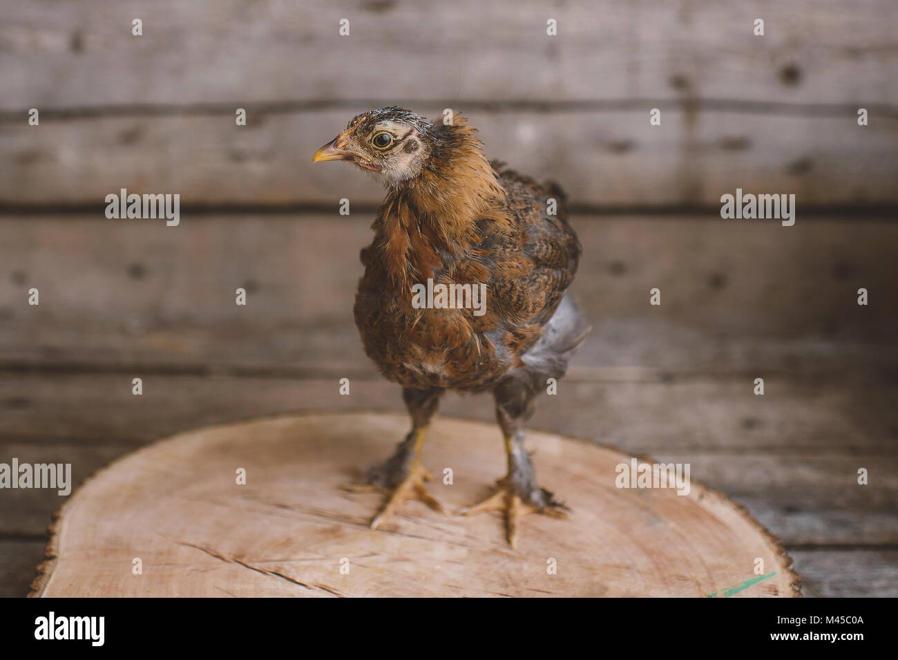 Ritratto di giovane pollo nel pollaio Foto Stock
