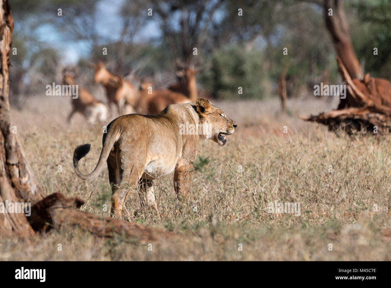 Lion (Panthera leo), vista posteriore, Tsavo, Kenya, Africa Foto Stock