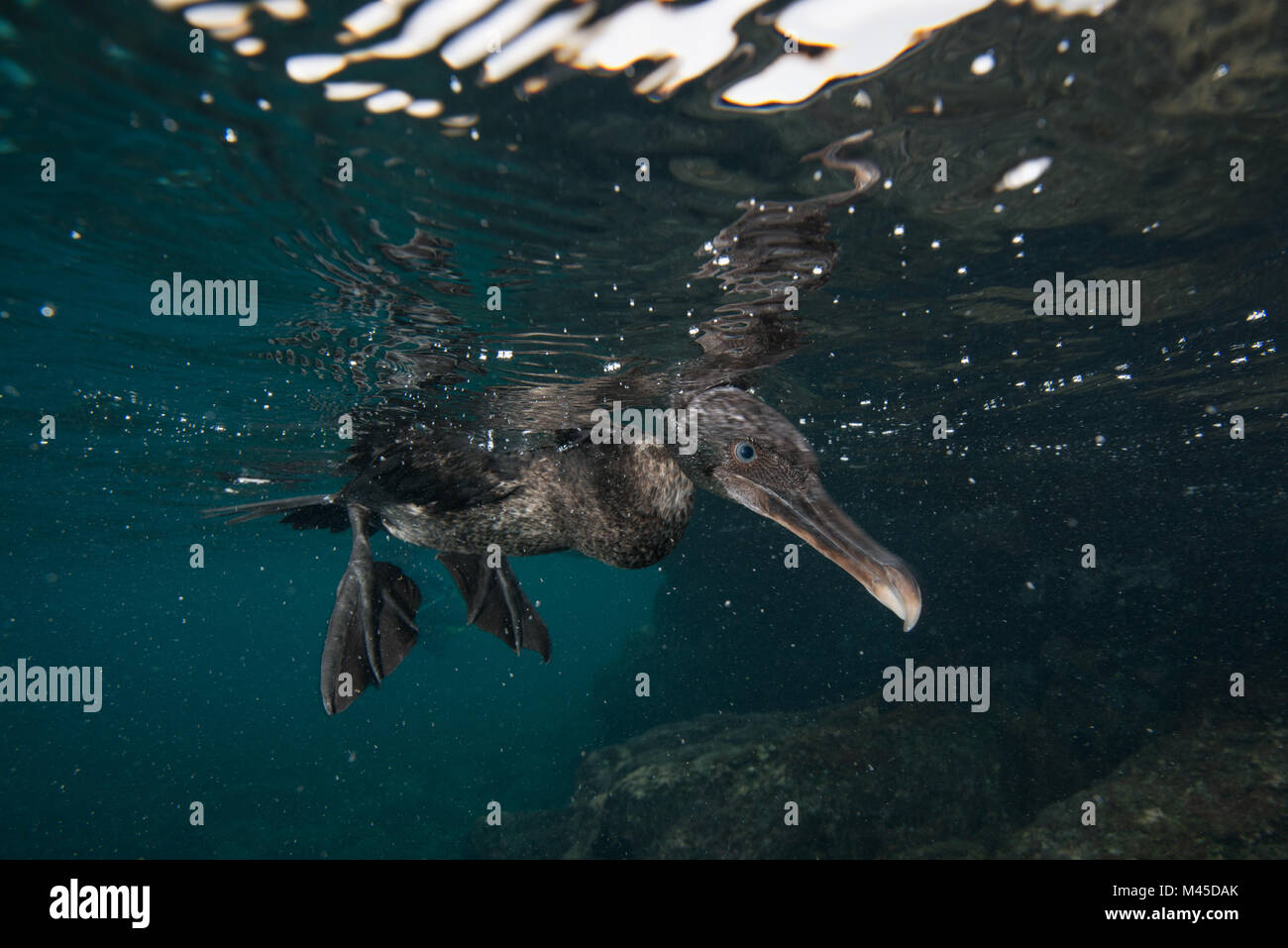 Vista subacquea del cormorano flightless cercando in preda al di sotto della superficie, Seymour, Galapagos, Ecuador, Sud America Foto Stock