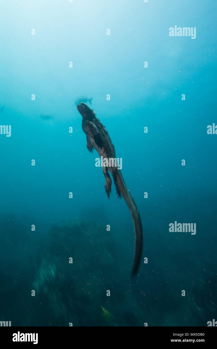 Vista subacquea di marine iguana, Seymour, Galapagos, Ecuador, Sud America Foto Stock